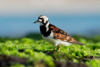 Kamenacek pestry - Arenaria interpres - Ruddy Turnstone o1009